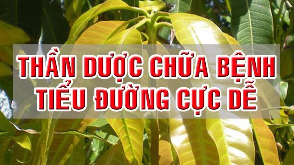 Những công dụng của lá xoài non chữa bệnh tiểu đường